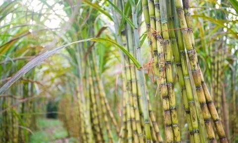 Mía đường Sơn La vượt kế hoạch lợi nhuận năm sau 2 quý