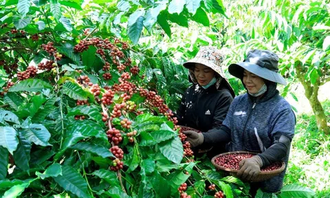 Doanh nghiệp cà phê nếm đủ vị đắng - ngọt trong năm 2023