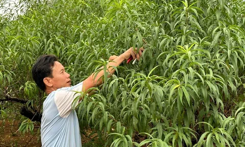 Người dân thủ phủ đào phai Tam Điệp, Ninh Bình hối hả “xuống lá” vào vụ Tết 2024