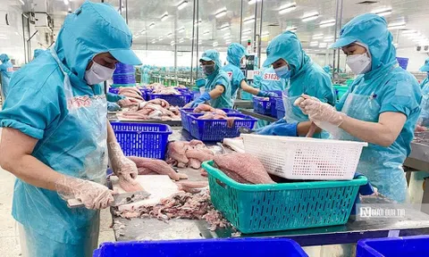 Cá tra tìm ra "ánh sáng"