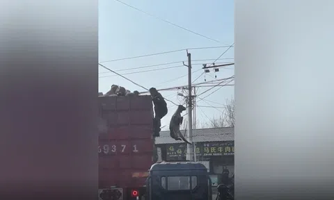 Clip: Cừu đánh đu giữa không trung vì vướng sừng vào dây điện