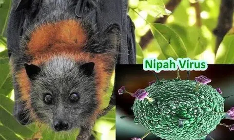 Bộ Ngoại giao thông tin về tình hình dịch bệnh do virus Nipah tại Việt Nam
