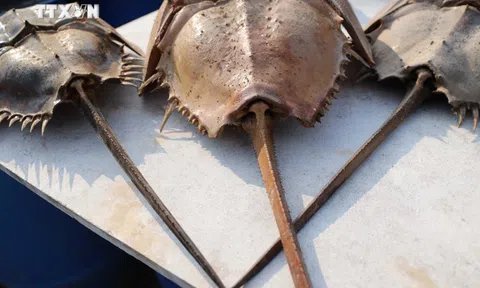 Ăn ốc, sam nướng tại quán, 3 người nhập viện nghi ngộ độc