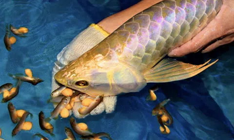 Sở Y tế Thanh Hóa thông tin chính thức vụ ngộ độc do ăn trứng cá phúc lộc thọ