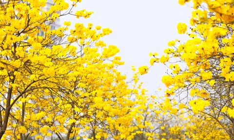 Xao xuyến trước mùa hoa phong linh rực rỡ