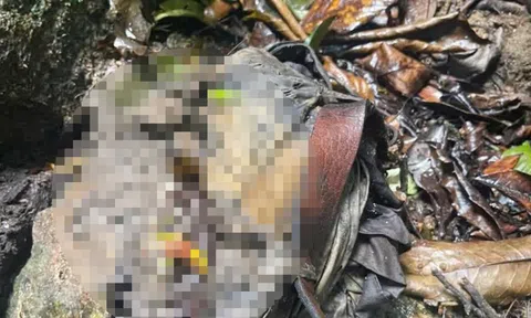 Bí ẩn bộ xương người trong rừng Quảng Ngãi: Nạn nhân có thể đã chết 4–5 tháng