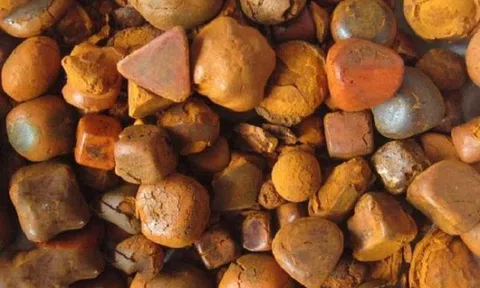 Thứ trong bụng bò có giá 5–7 triệu đồng/gram, đắt hơn vàng: Chỉ 0,2% con bò có, là dược liệu quý hiếm trong Đông y