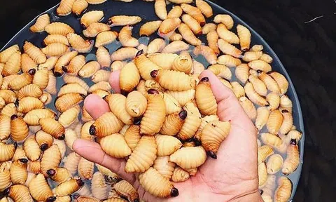 Nhìn là “nổi da gà” nhưng vẫn đắt khách: Món ăn này ở miền Tây có gì đặc biệt?