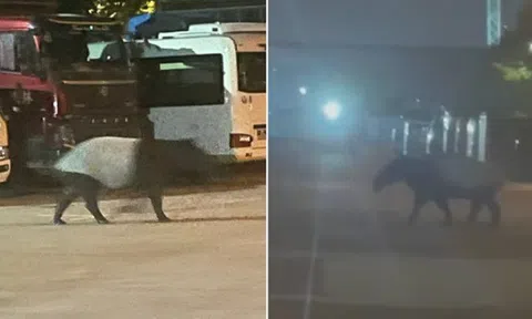 Rạng sáng bắt gặp “quái thú” lang thang trên phố, tiếng bước chân gây ám ảnh, chuyên gia cảnh báo dấu hiệu đáng lo