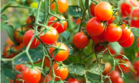 Việt Nam có loại quả quen thuộc: Ăn xanh dễ “dính độc”, chín lại thành báu vật chống ung thư