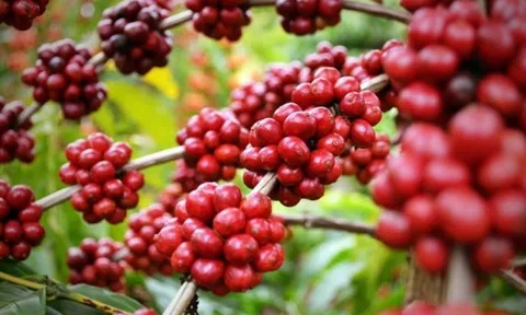 Thị trường cà phê ngày 23/3: Giá cà phê trong nước “nghỉ nhịp”, thế giới biến động, cụ thể là bao nhiêu?