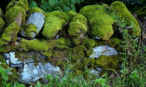 Thứ mọc ở nơi ẩm thấp, cũ kỹ mọi người bỏ đi, hóa ra lại trở thành “vàng” trên bàn ăn của người Tây Bắc