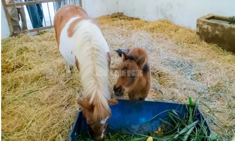 “Cưng xỉu” gia đình ngựa lùn đón thêm thành viên mới, du khách phát sốt vì quá đáng yêu