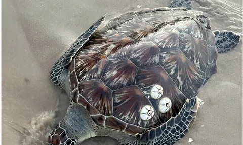 Sự kiện hiếm thấy: Rùa biển và cá mái chèo quý hiếm “ghé thăm” Lâm Đồng