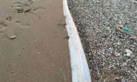 Cá “rồng biển” hiếm gặp liên tục xuất hiện: Chuyên gia nói gì?