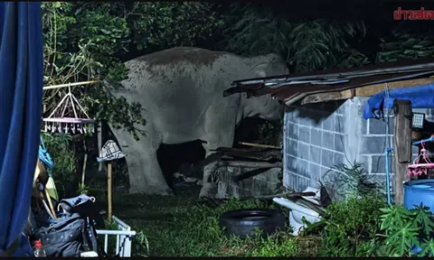Ám ảnh đêm khuya: Con vật khổng lồ nặng 3 tấn xông thẳng vào nhà dân, phá tan tài sản và giết chó nuôi