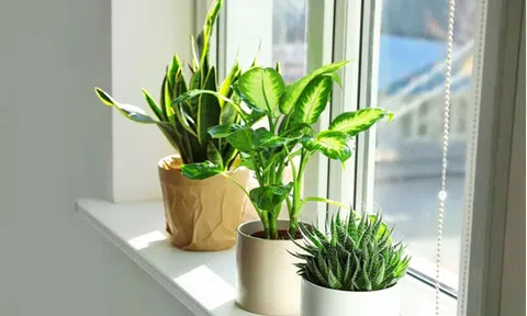 Phụ nữ thông minh chọn cây gì cho nhà? Bí quyết sống khỏe và giảm stress hiệu quả