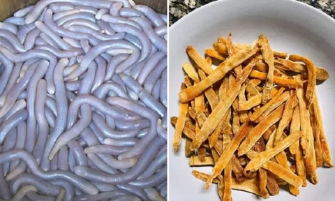 Sinh vật “lúc nhúc” dưới cát gây ám ảnh nhưng lại là món ăn đắt đỏ bậc nhất, giá chạm mốc 6.000.000 đồng/kg