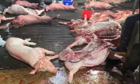 Hà Nội: Phụ huynh cắt suất ăn bán trú, đón con về giữa trưa sau vụ 300 tấn thịt lợn bệnh được đưa vào trường học