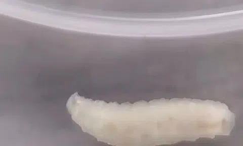 Suất ăn trưa ở trường của con có mùi lạ, phụ huynh hoảng loạn vì phát hiện giun ngoe nguẩy trong món tôm