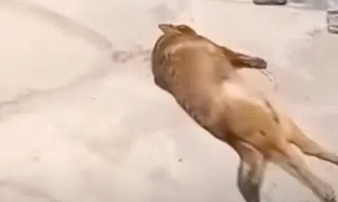 Hà Tĩnh: Cụ ông tử vong thương tâm vì chó béc giê hung dữ