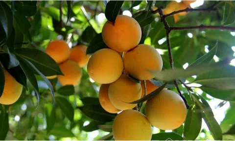 Mọc đầy vườn quê, ai ngờ loại quả này giờ 500 nghìn/kg, nhà giàu săn lùng ráo riết