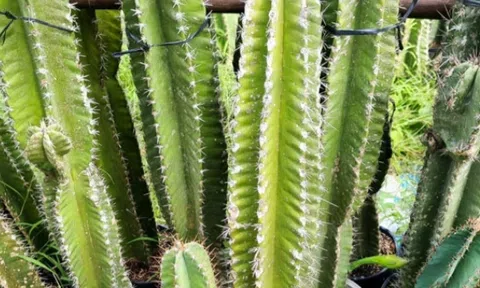 4 loài cây vừa ngăn rắn vừa mang vận may cho ngôi nhà, nhà nào cũng nên trồng