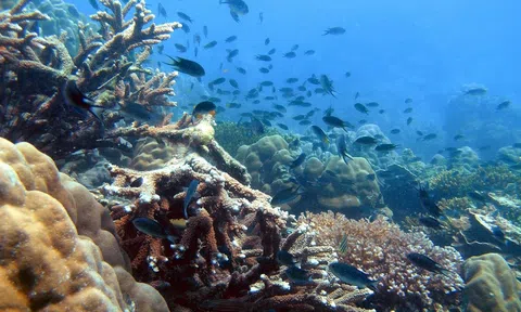 Nhóm nhà khoa học Việt Nam “khai quật” kho báu hiếm dưới biển