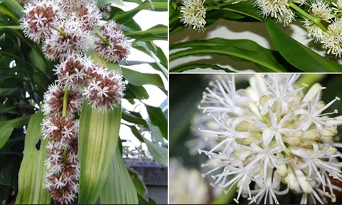 5 loại cây nên trồng trước mộ để hút tài lộc, con cháu hưởng phúc