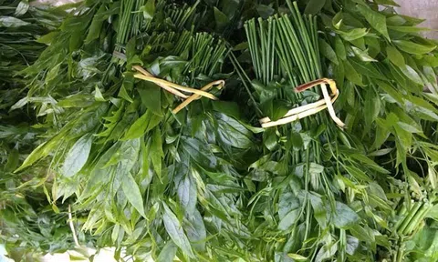 Loại rau mọc hoang trong rừng nhưng là “kho dinh dưỡng”, giới sành ăn “tranh nhau mua”