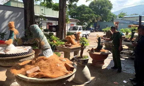Phát hiện 42 gốc mai vàng không rõ nguồn gốc tại Côn Đảo, chủ nhân bị xử phạt