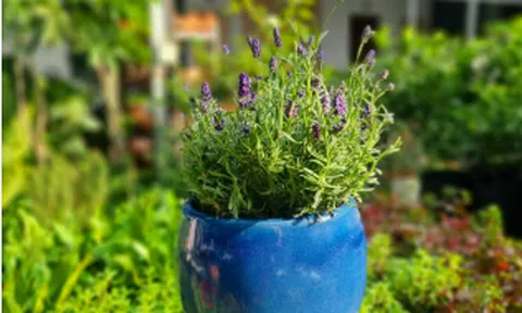 Trồng cây gì trong nhà để vừa đẹp da vừa hút vận may?