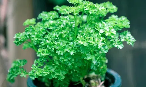 5 loại rau thảo mộc “cứ trồng là sống”, ai bận rộn cũng làm được