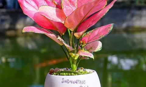 Chỉ một chậu cây nhỏ trong nhà: Bí mật giúp gia đình hạnh phúc hơn mỗi ngày