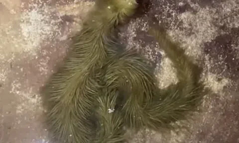 Sinh vật lạ phủ kín rêu xanh xuất hiện, chuyên gia lập tức kiểm tra