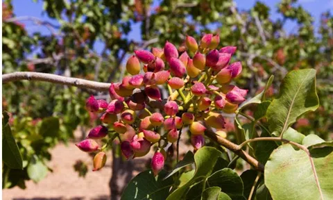 Việt Nam kiếm hàng trăm triệu USD từ loại quả không tự trồng được, giá tăng vọt cao nhất trong 8 năm