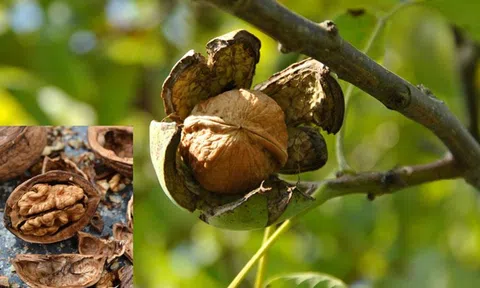 Hạt từng rụng đầy gốc trong rừng Việt Nam, nay “lột xác” thành "vàng nâu" giá hàng trăm nghìn/kg