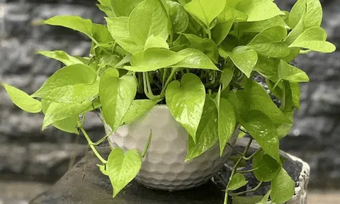 Trồng trầu bà trong nhà: Lợi ích bất ngờ cho sức khỏe và tinh thần