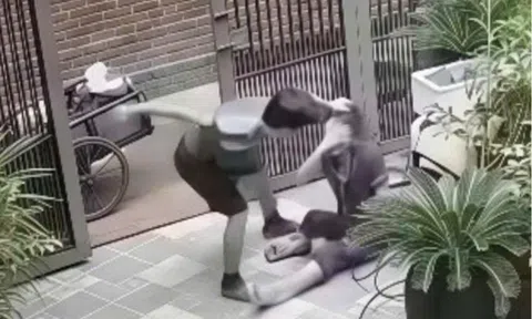 Người chồng liên tục túm tóc, đánh vợ từ trong sân vào đến trong nhà: Công an vào cuộc xác minh vụ việc