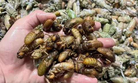 “Lộc trời” giữa rừng Huế: Mỗi đêm kiếm cả triệu đồng