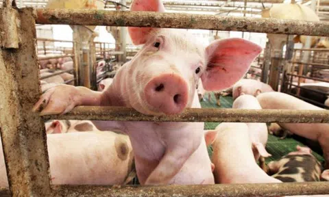 Giá heo hơi 15/4: Đồng loạt tăng giá, có nơi chạm ngưỡng 69.000 đồng/kg