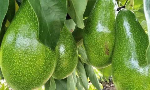 Từng rẻ bèo, nay là “vàng xanh” của nông sản Việt: Giá tăng, thị trường quốc tế săn đón