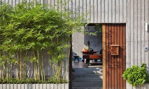 6 loại cây nhìn đẹp nhưng không nên trồng trước cửa nhà