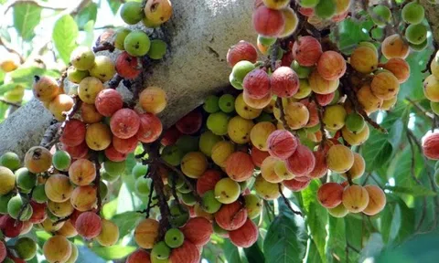 Quả quê “không ai ăn” ngày xưa, giờ lên đời thành đặc sản nhiều người “săn đón”