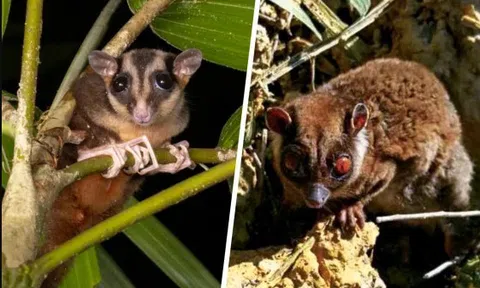 Tưởng đã biến mất hàng nghìn năm, 2 loài lạ bất ngờ lộ diện khiến cả thế giới sốc
