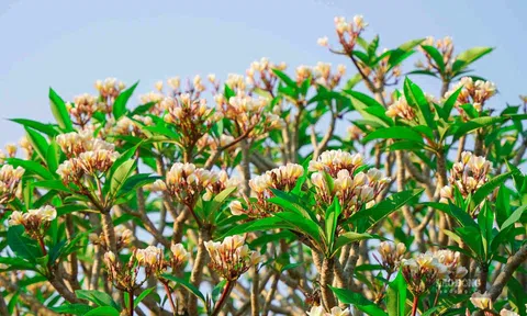 3 loại cây, tại sao không nên xuất hiện trước cổng nhà?