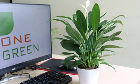 5 loại cây cảnh “lọc sạch không khí” nên có trong mọi gia đình