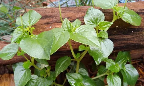 Một loại rau dại ven vườn nhưng chứa nhiều vitamin, trở thành “siêu thực phẩm” giàu dinh dưỡng và tốt cho tim mạch