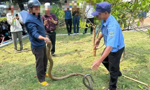 Rắn lớn quý hiếm bất ngờ trườn vào bệnh viện khiến nhiều người hoảng hốt