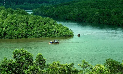 Bí ẩn loài bò sát “tàng hình” trong rừng ngập mặn Việt Nam